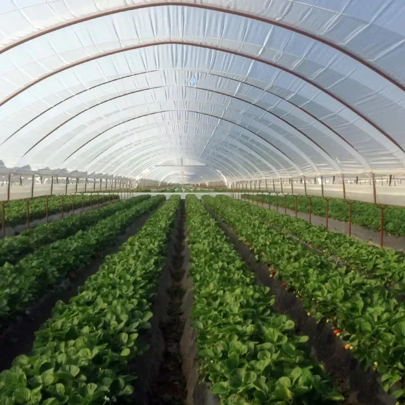 Custom Designed Large Thermal Insulation Transparent Polycarbonate Hollow Agriculture Greenhouse