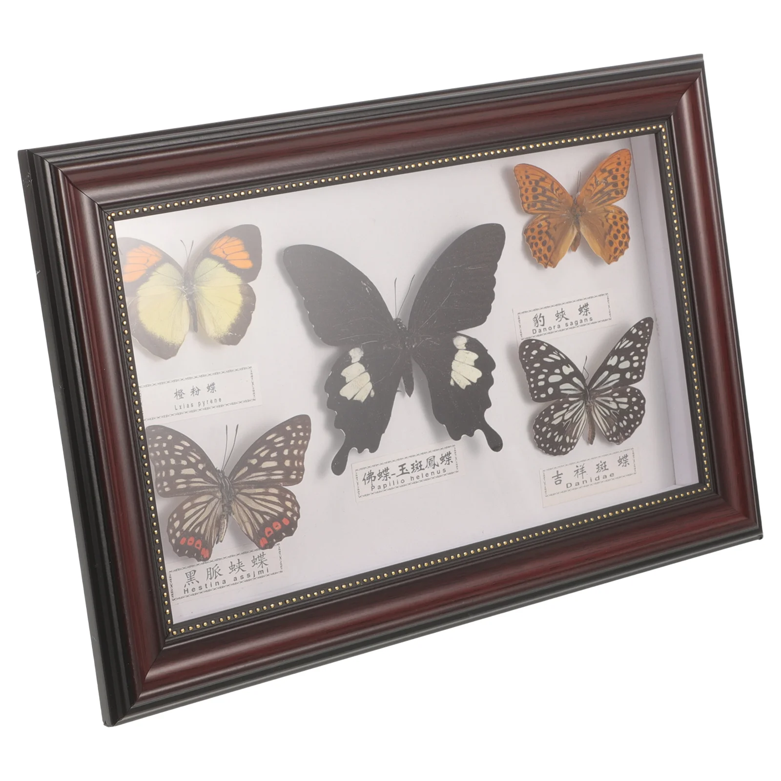 Butterfly Specimen Photo Frame Landscape Display Holder Real Wooden Butterflies Picture