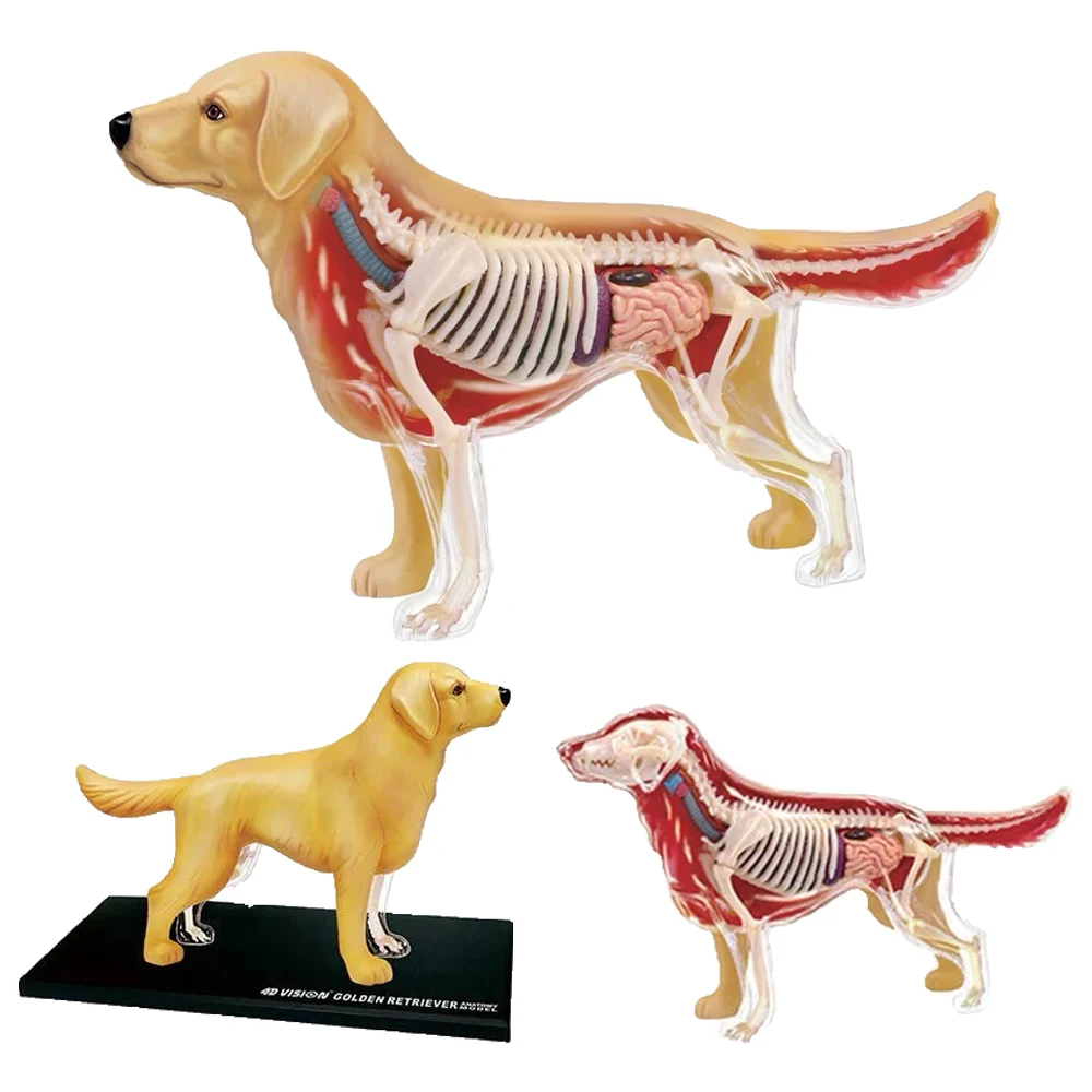 

4D MASTER Golden Retriever Assembly Model Realistic Proportions Pet Store Displays Educational Tool for Animal Science Students