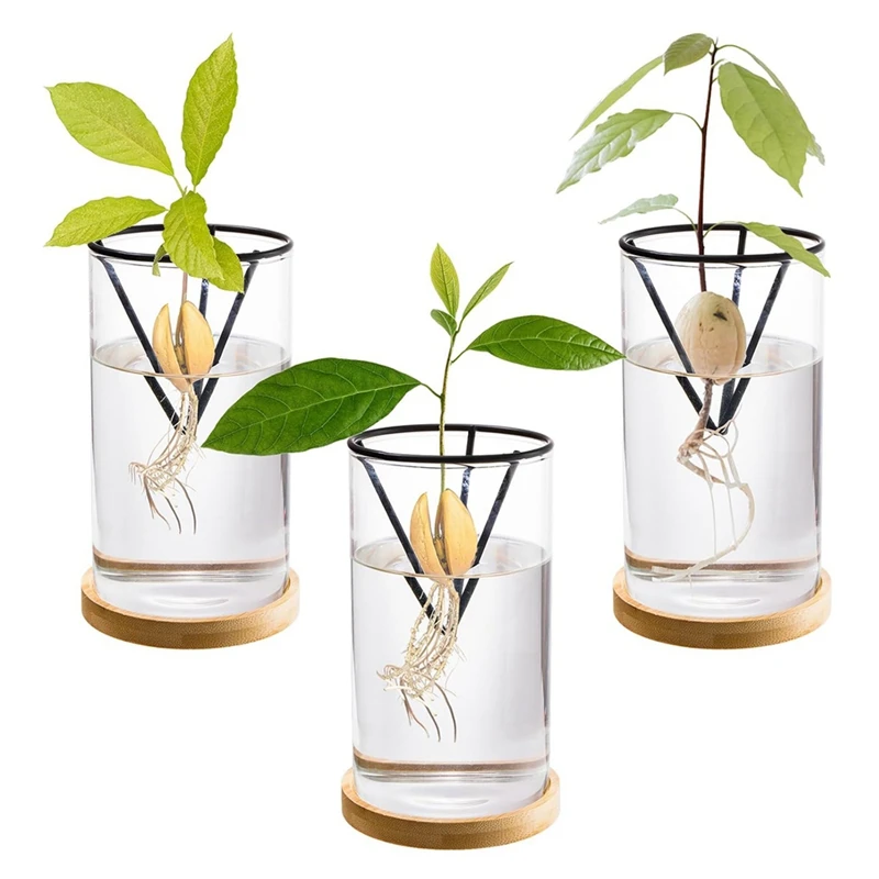 Kits de cultivo de árboles de aguacate, florero de semillas de aguacate de vidrio con soporte triangular y Base de bambú, maceta para plantas de germinación, paquete de 3