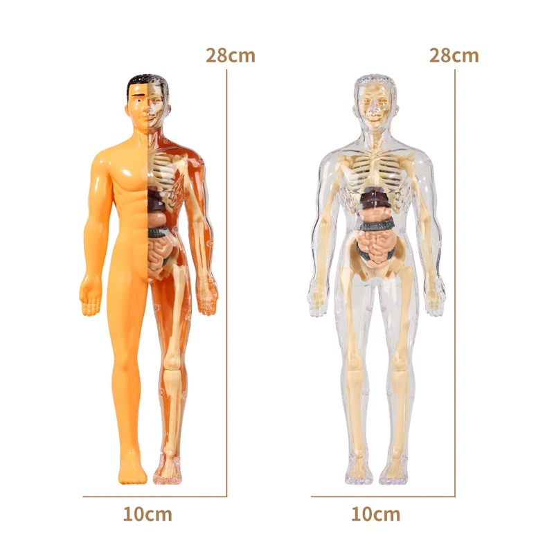 نموذج جذع بشري ثلاثي الأبعاد للأطفال ، يمكن تجميع الهيكل العظمي البشري ، الألعاب التعليمية ، ديي ،