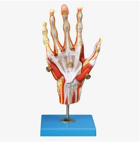 

Muscles of Hand with Main Vessels and Nerves Anatomical Model With Stand