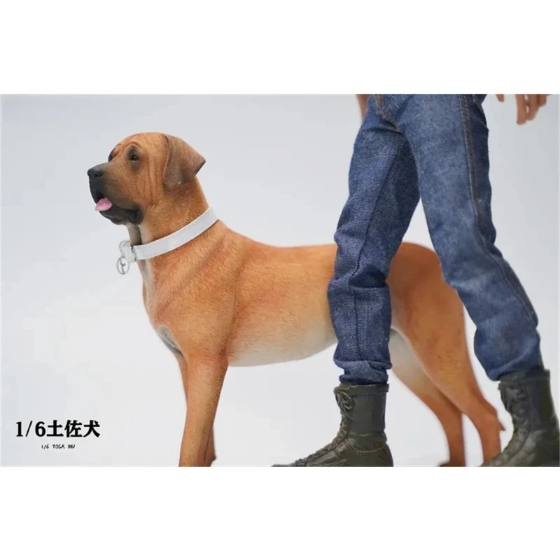 

JXK167 1/6 Scale Trendy Creative Cute Pet Dog Simulation Resin Tosa Dog Model Action Figures Accessories Desktop Decoration