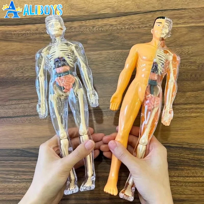 Corpo umano Torso Modello Anatomia umana Scheletro Organo Scienza Strumento di apprendimento cognitivo Assemblaggio Struttura scheletro Giocattolo educativo