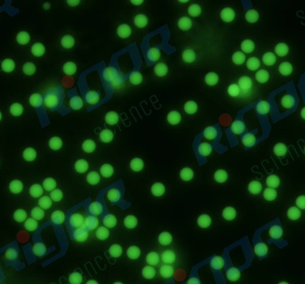 Monodisperse Green Fluorescent Polystyrene Microspheres /PS Fluorescent Microspheres/micron and Nano Homogeneity/microplastics