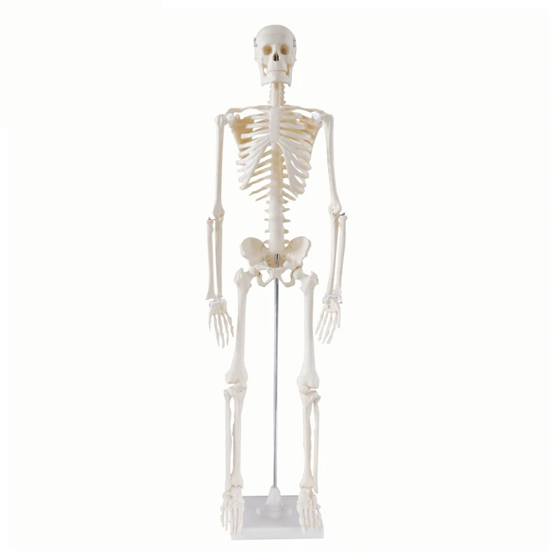 Detachable  Human Skeleton Model 85cm Teaching Aid for Medical Students Biology Learning Assembly Skull Bones Toy