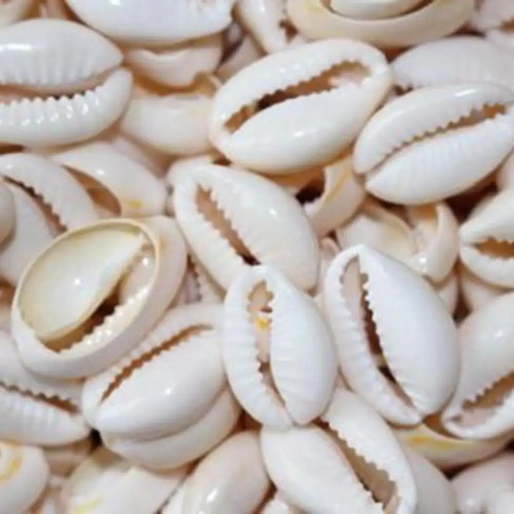 100Pcs Pendant Necklace Shell Cowry with Gap DIY Bracelet Necklace Anklet Ornament Jewelry Making
