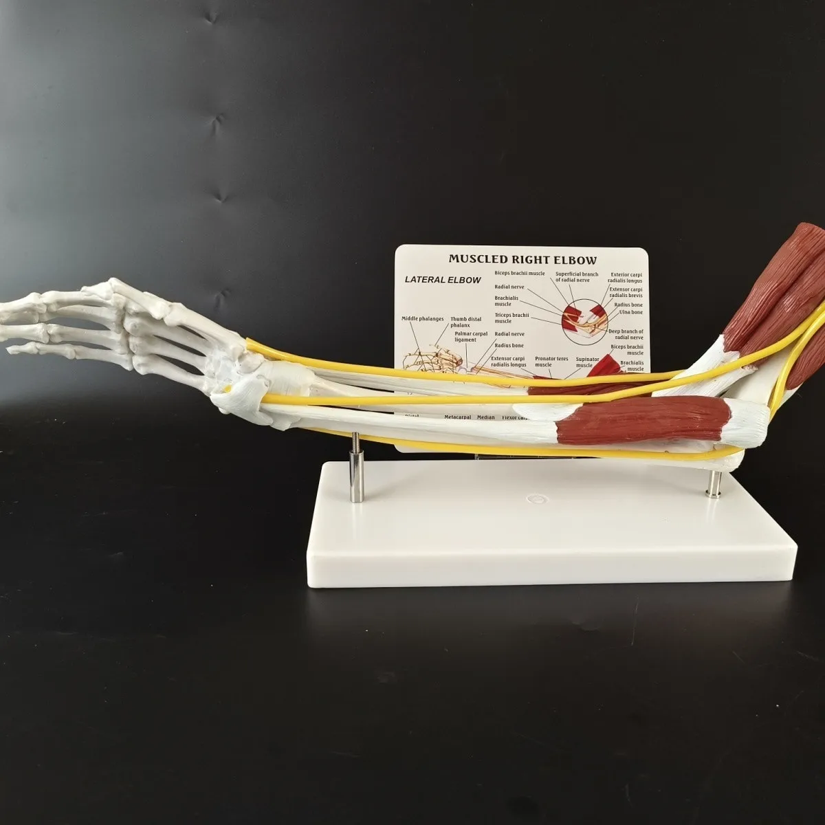 1:1 Life Size Anatomy Limb Muscle Arm Joint Ligament Function Model Bone Skeleton Medical Teaching Human Skeleton Toy