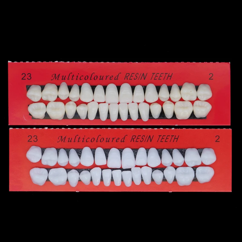 28pcs Dental Training Model Permanent Teeth Model Resin Denture Teeth Teaching Props Dentistry Technician Practice
