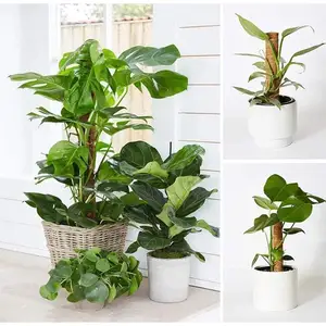 عصا جوز الهند للنباتات ، عمود الطوطم ، البستنة الآمنة ، الكروم والكروم ، حامل النبات ، 30 سم ، 50 سم أعلى 8 مبيعات تسلق شجرة جوز الهند - رقم 7