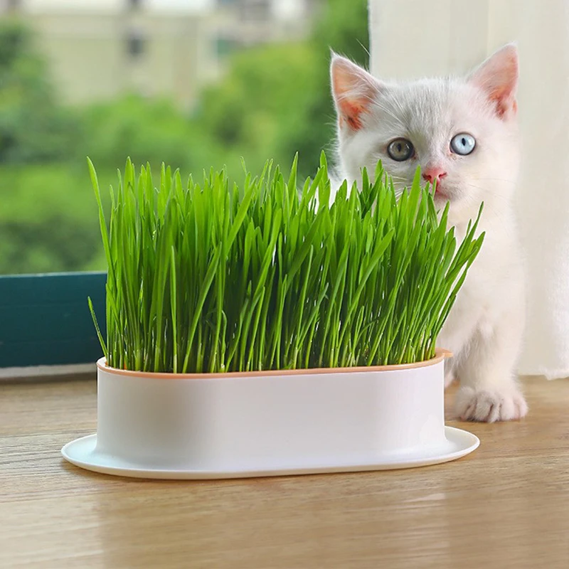 Snack per gatti vassoio per gatti piantare scatola idroponica vaso per erba per gatti adatto per giardino Micro pianta verde coltivazione di