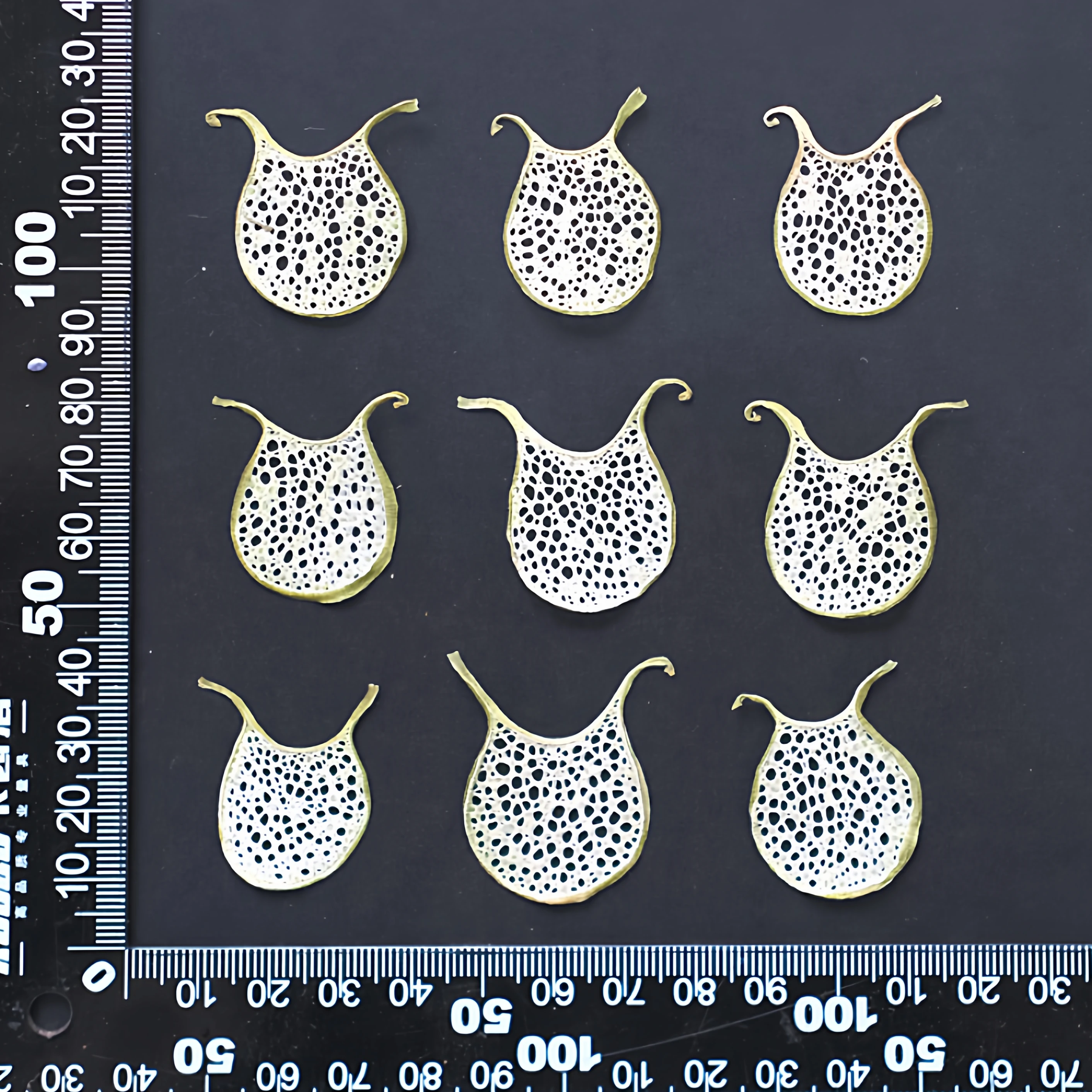 12 Stück, geprägte Luffa-Scheiben, getrocknete Blumenproben für UV/Epoxidharz, Fotorahmenkunst, Grußkarten und Lesezeichen, Bastelmaterialien – Detail 8