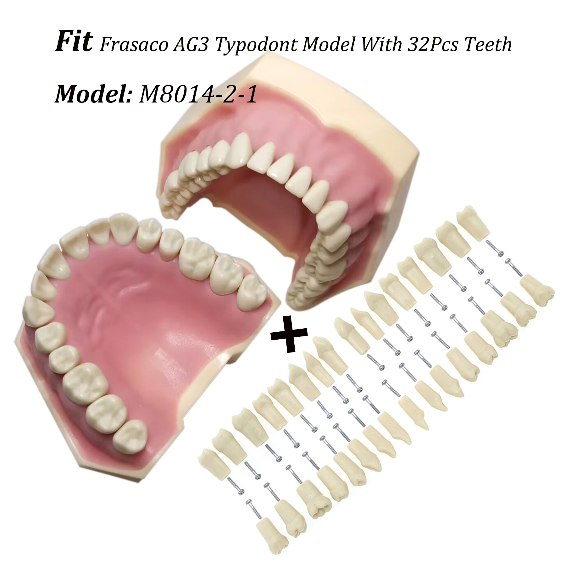 Frasaco Ag3 Typodont Fit Dental 32 Stuks Schroef-In De Praktijk Vullen Zachte Gom Gingivae Tanden Model M8014-2-1 Vervangende Tanden
