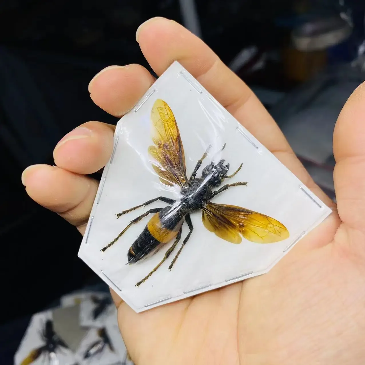 Creobroter Gemmatus Real Insect Specimen Wasp Beetle Collection DIY Crafts Home Decoration Home Decoration Accessories