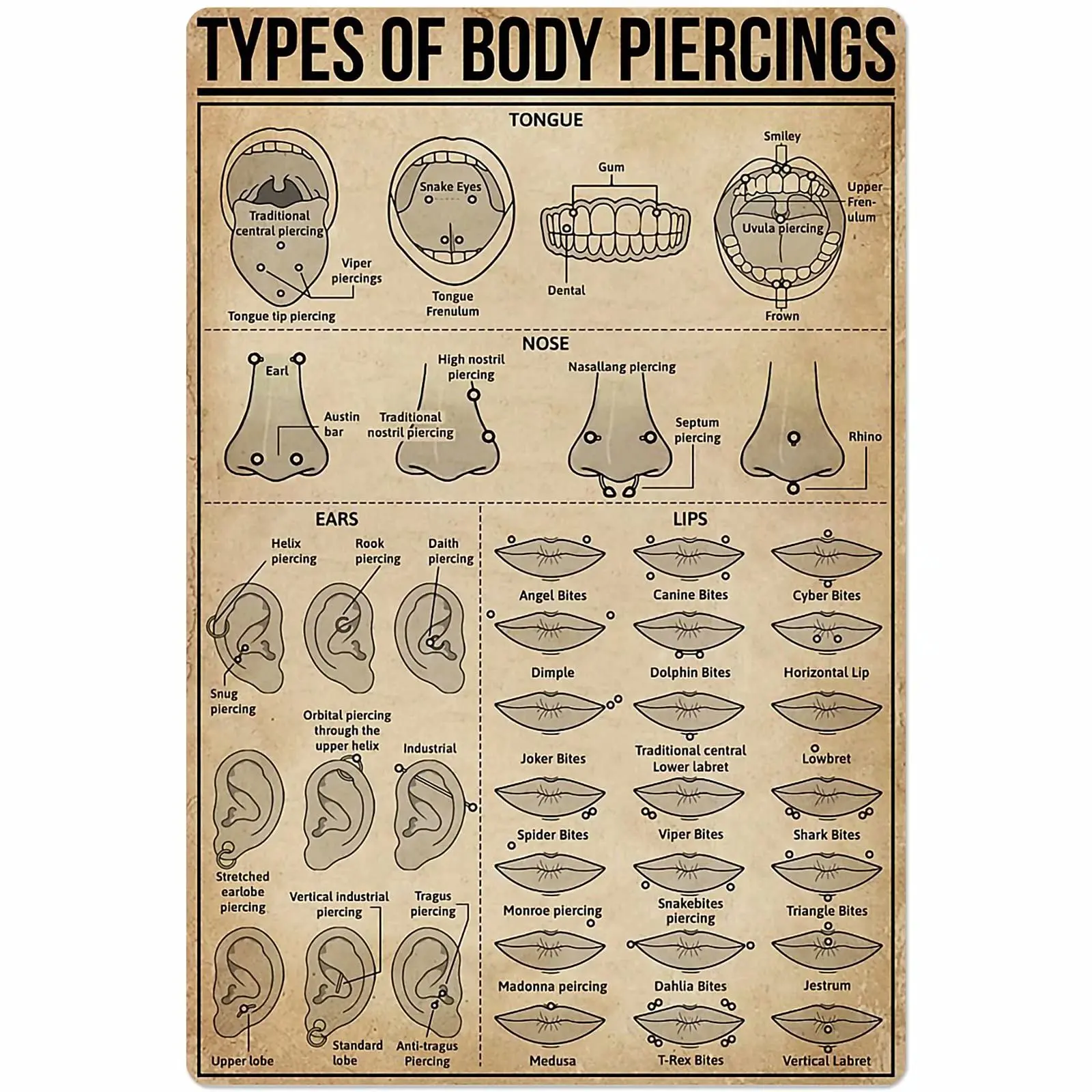 Types of Body Piercings Tin Sign Knowledge Popular Science Poster School Farm Garden Hospital Information Table Bar Garage  sign
