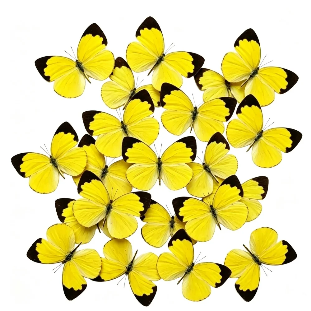 6-100pcs natural Real Butterflies Specimen (Eurema blanda）Artwork Material Home Decoration DIY