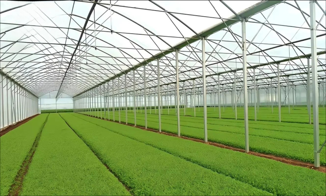 

Многоструйная туннель, теплица для помидоров, верхняя вентиляция, структура пленки PO/PEP, черно-белая сельскохозяйственная теплица для овощей