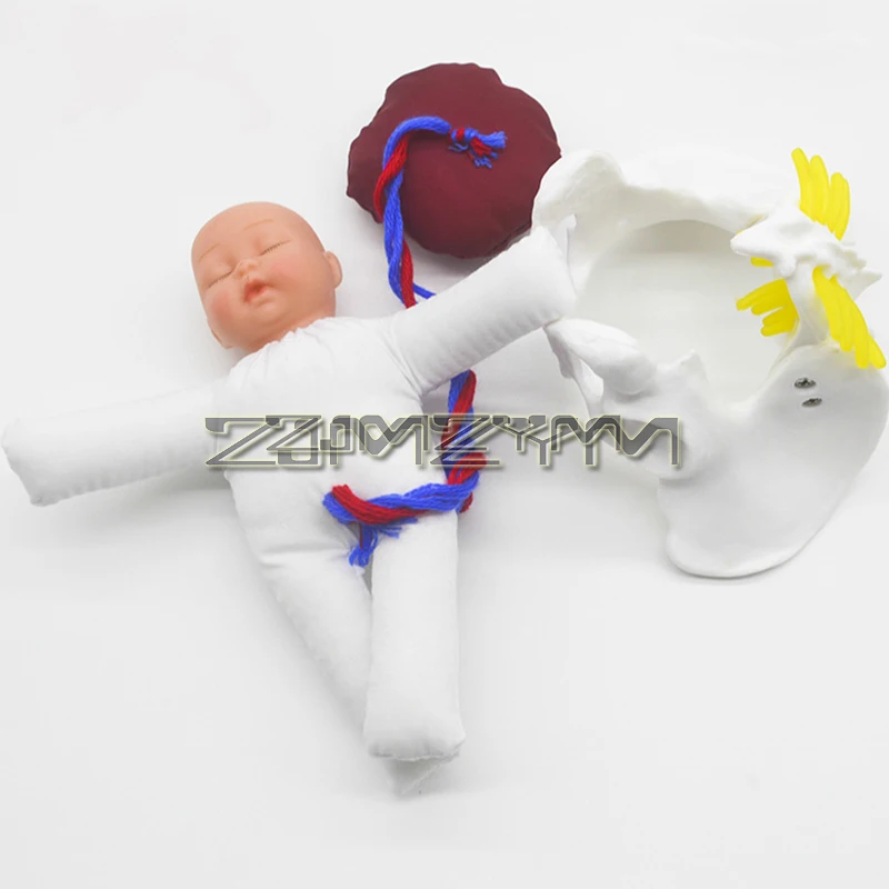 Childbirth Demonstration Pelvis Model, Mini  Female Pelvis & Baby Model - Fetus/Umbilical Cord/Placenta, Childbirth Simulator