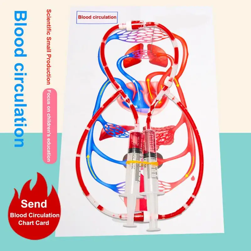 

Human blood vessel circulation model biological capillary models Science Experiment Toys for Kids Learning Early Educational Toy