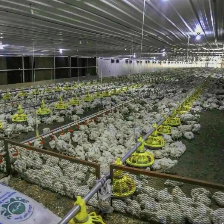 Chicken and poultry agricultural equipment/broiler feed equipment/poultry farming equipment for sale