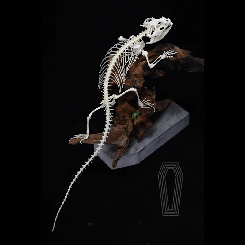 2114 Handmade Reptile Bone Specimen Replica Biology Teaching Tool Gothic Decoration Ethical Sourced Free Global Shipping