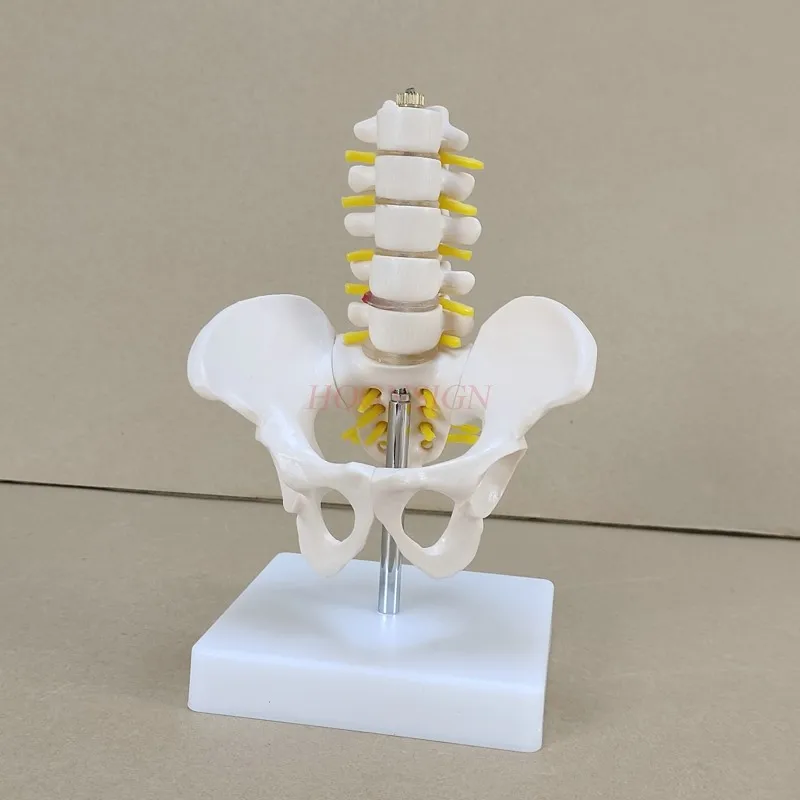 Pelvis model Small pelvic belt Five-section lumbar vertebra joint model Skeleton nerve structure Hip patella Coccyx