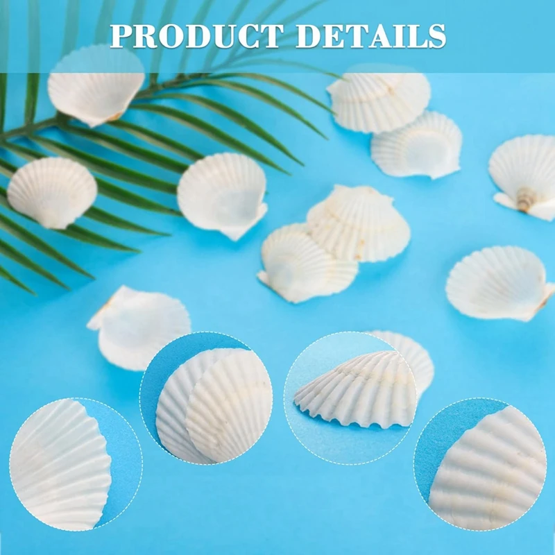 40PCS Natural Scallop Shells 1.4-2.4Inch White Small Sea Shells For Crafts Crafting Shell Bulk Real Seashells