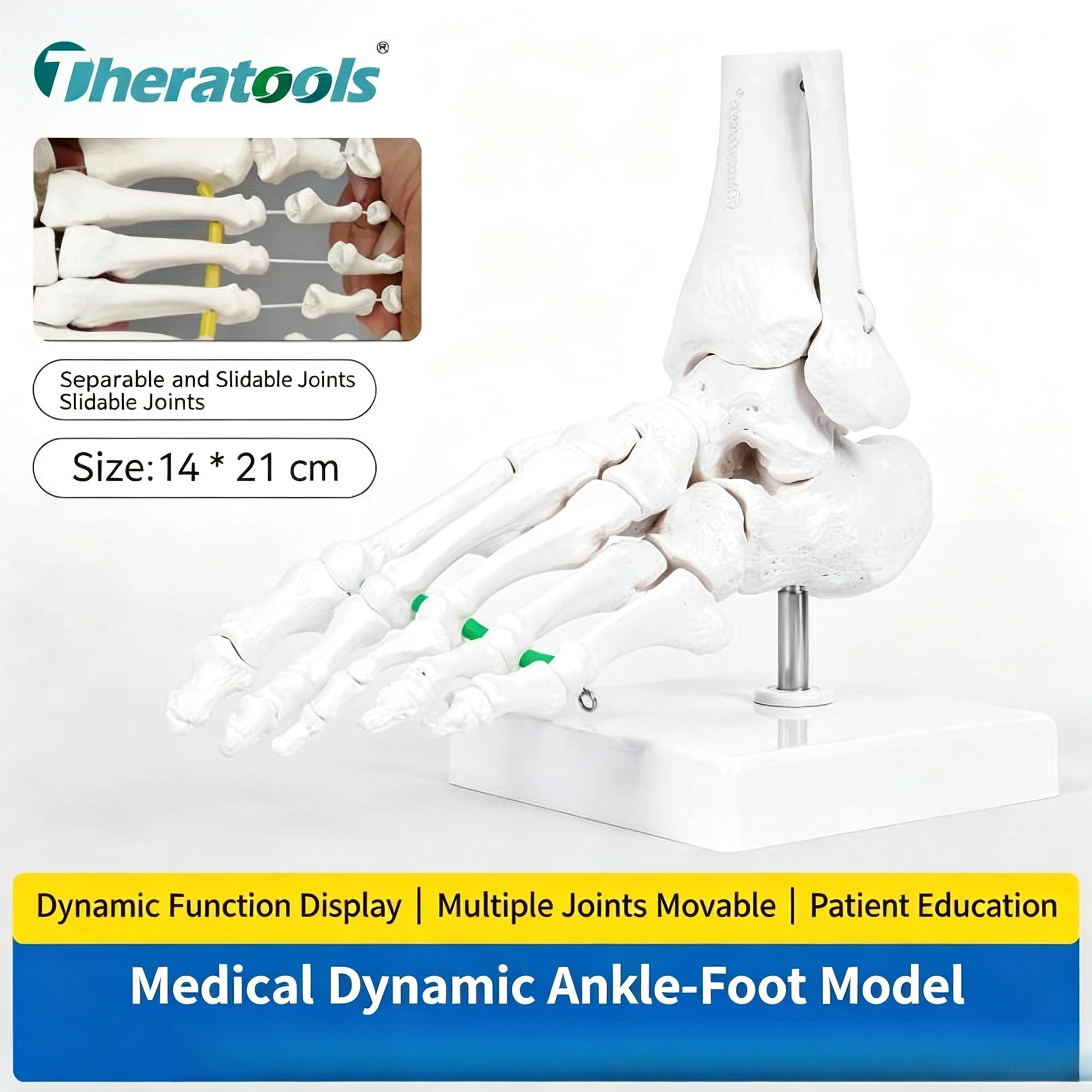 Colorful Medical Dynamic Foot Ankle Joint Anatomy Model, Movable Human Foot Skeleton Orthopedic Surgery and Rehab Teaching Aid view 6