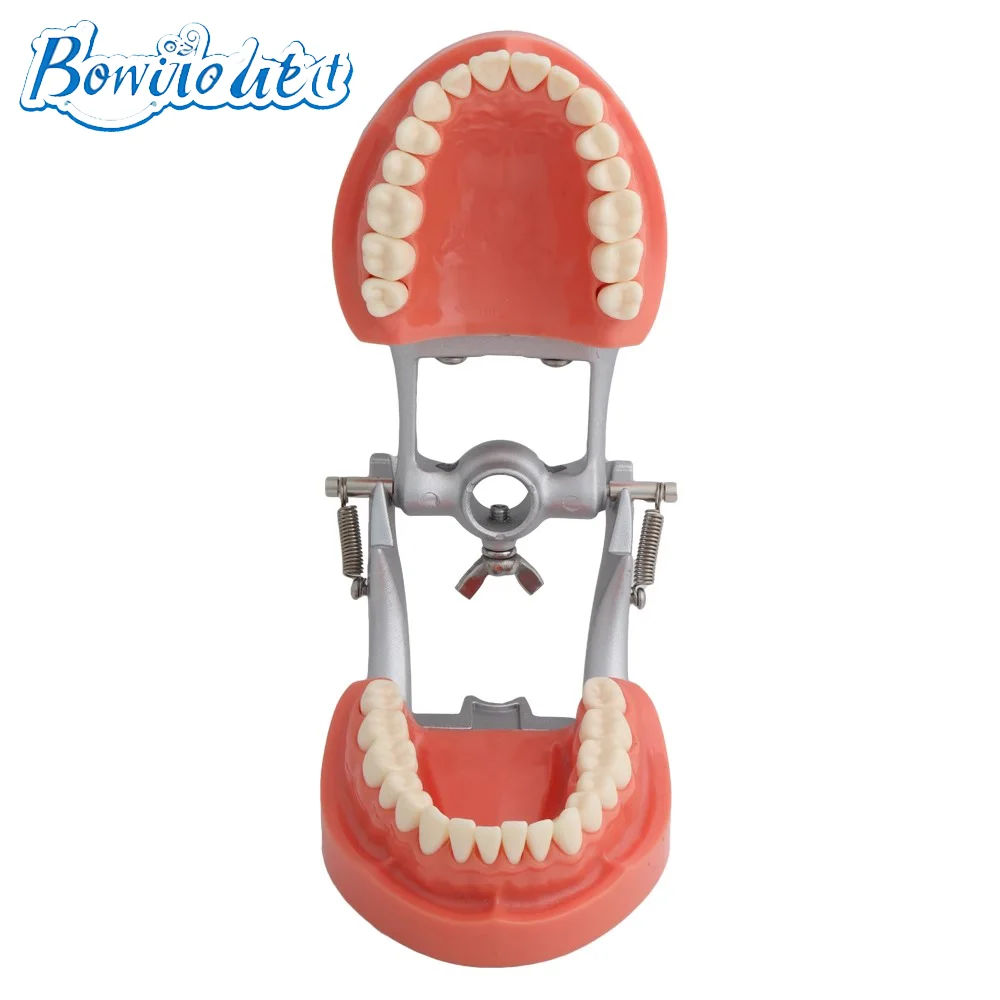 

Dental Model Teeth Model Dental Teaching Model Demonstration Tooth Model Removable 32 pcs Teeth Available