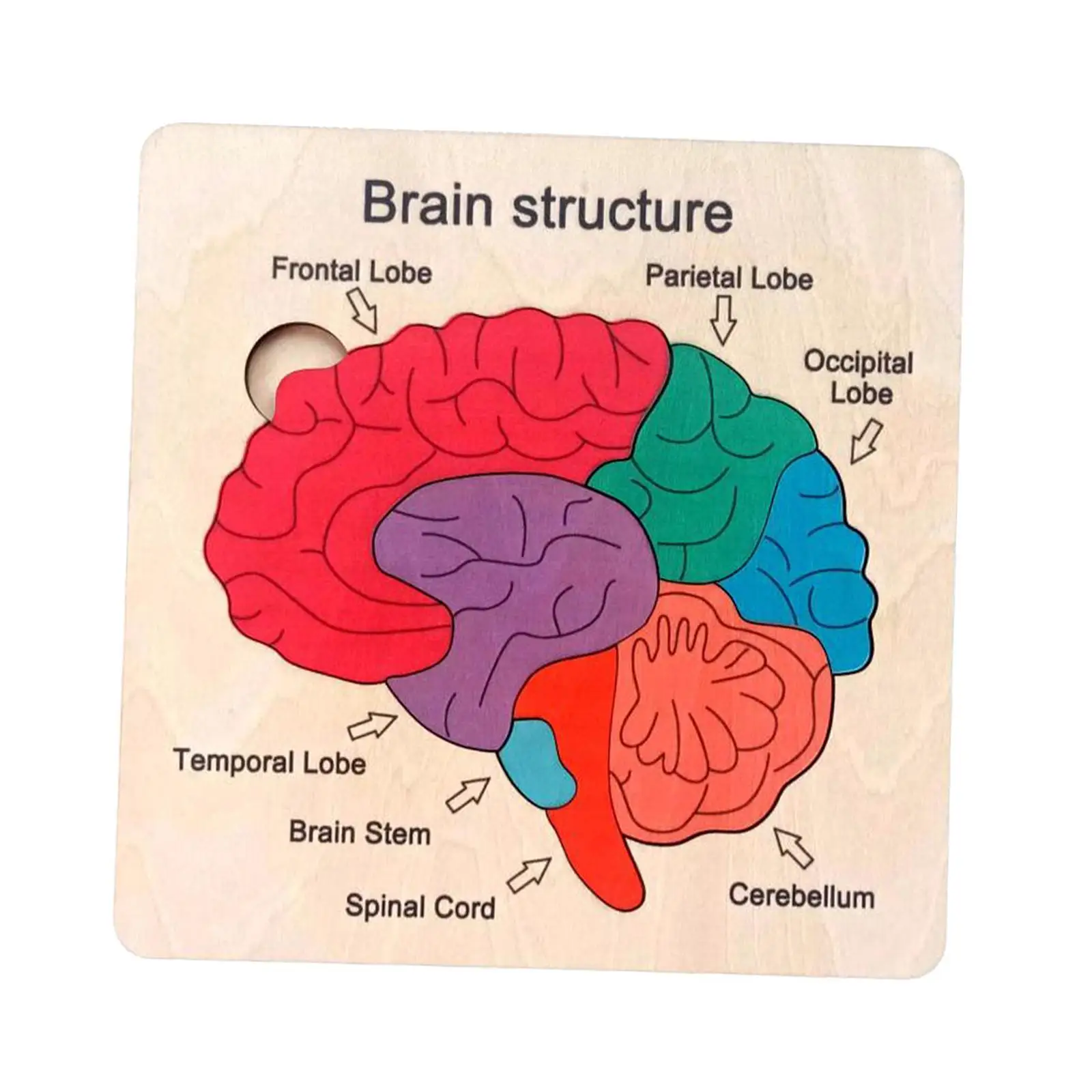 Wooden Brain Puzzles Sensory Development Color Perception Montessori Puzzles Human Body for Children Toddlers Kids Girls Boys