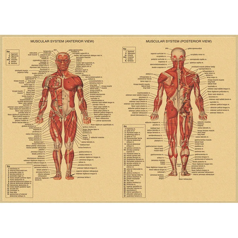 Anatomy and Physiology Poster Kraft Paper Prints The Body Structure Skeleton Vintage Home Room Medical Art Wall Decor Painting