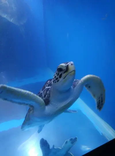 لأودي A4 B9 2022 2023 2024 سيارة الداخلية مركز وحدة التحكم شفافة بولي TPU طبقة رقيقة واقية المضادة للخدش إصلاح الملحقات