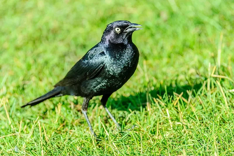 

SkyRC PSA100 RC Power Supply - 20V 5A, 100W, Built - in XT60 Cable, Reliable for RC Chargers and Gears