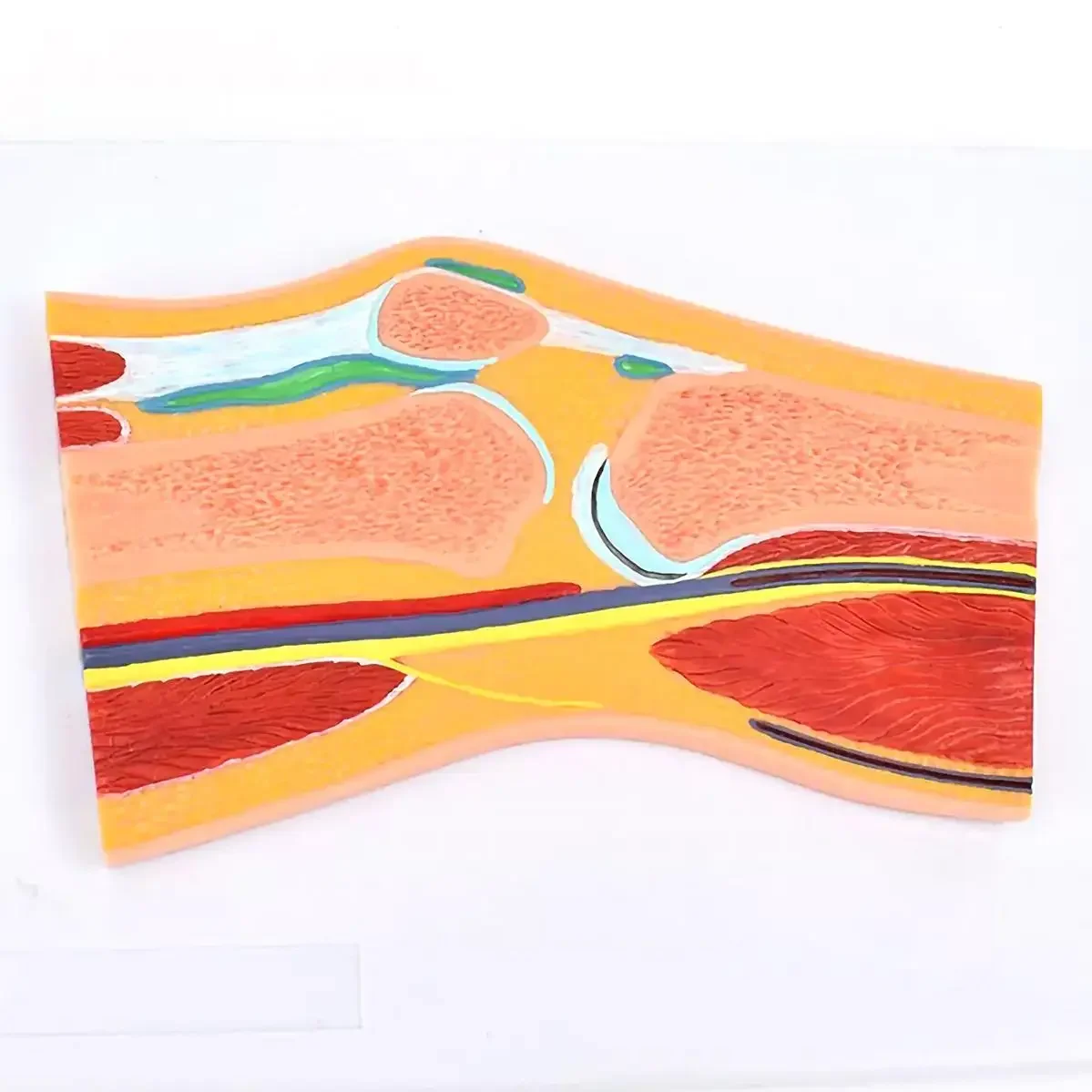 PVC Human 1 Part knee Joint Profile Model Medical Anatomical Models Teaching