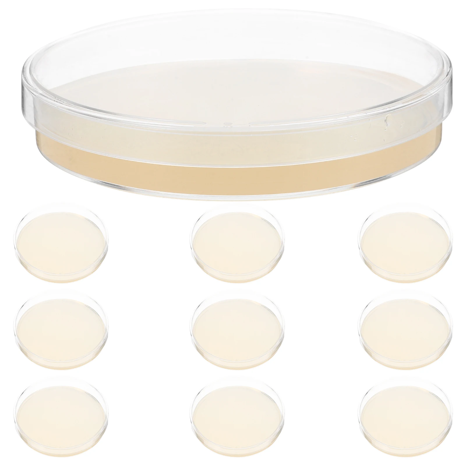 

10 Pcs Plates Agar Plates Nutrient Medium for Mycology Lab Disposable Biological Petri Dishes Student Projects