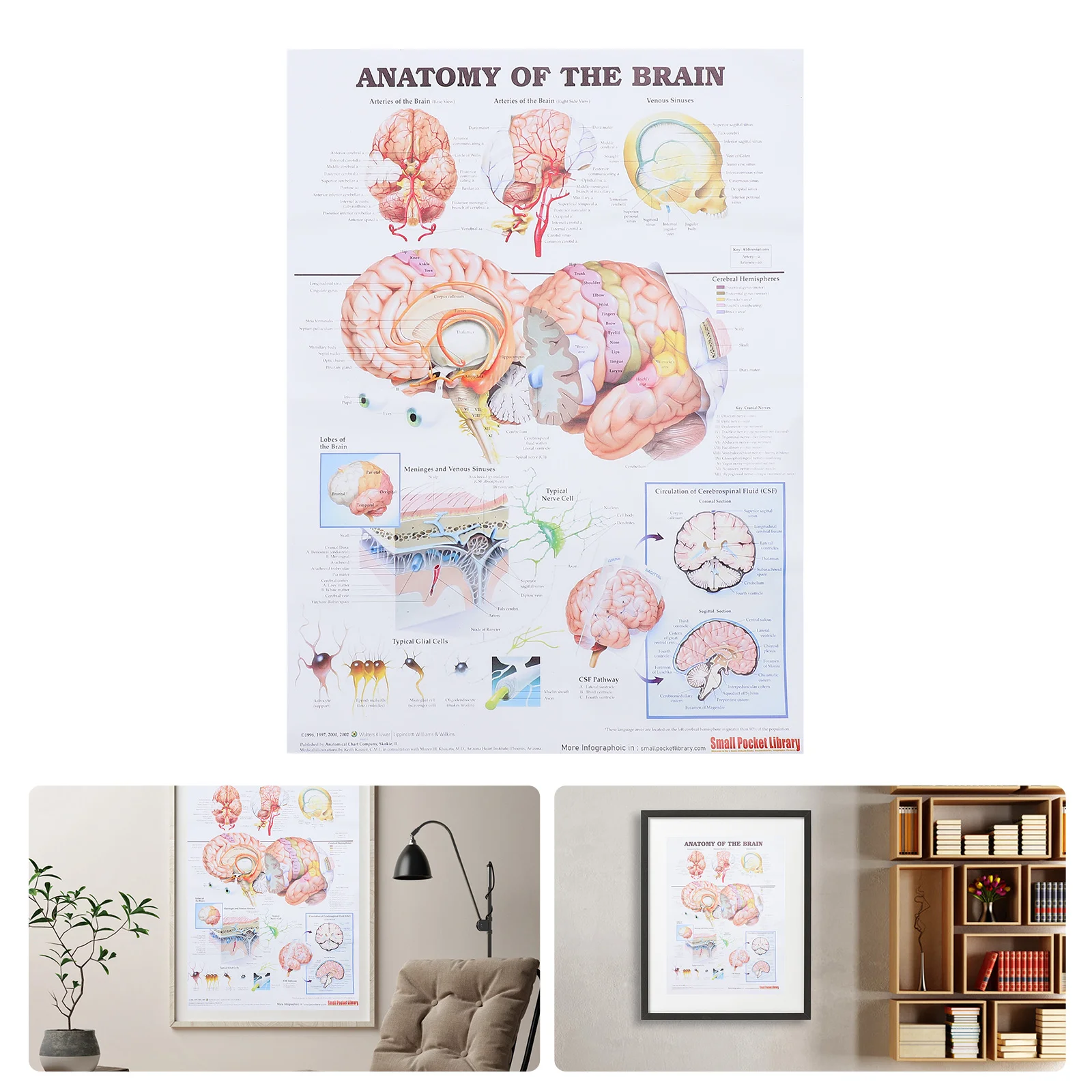 

Human Anatomy Poster Brain Anatomy Poster Science Chart Printed Poster anatomical poster human anatomy chart