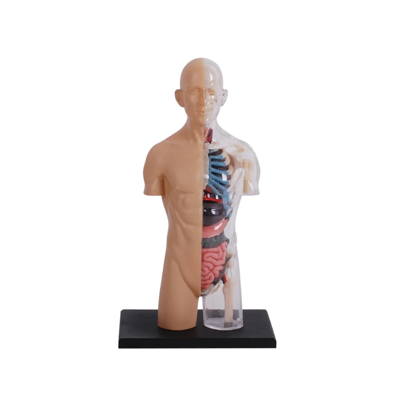 

4D Human Anatomy 8 inch Half Cleared Torso Model Educational Learning Organ Assembled Toy Body Organ Teaching Tool For Children