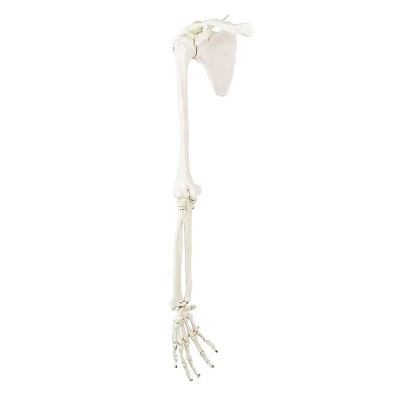 Upper Limb Model Skeleton Anatomy Hand Scapula Clavicle Anatomical Model Adult Arm Bone Anatomy