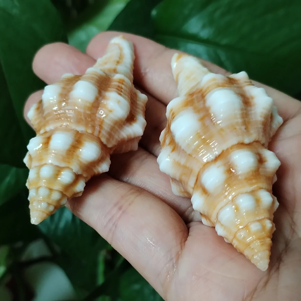 جامع المحار الدوار الملح الطبيعي ، أصداف الذهب ، حفلة موضوع الشاطئ ، حوض الأسماك ، ديكور الزفاف ، 2 التفاف