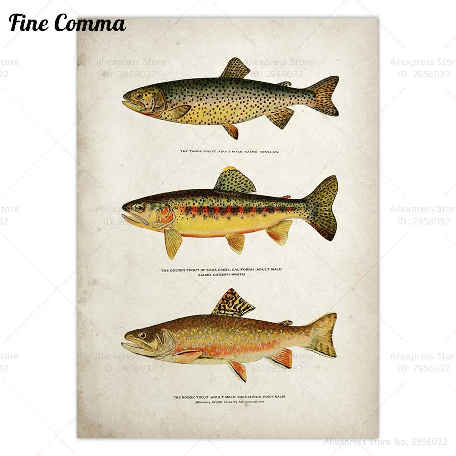 Trout Fish Vintage Poster Fly Fishing Cabin Wall Art Decor Angler Art Canvas Print Antique Trout Illustration Home Decor Gift