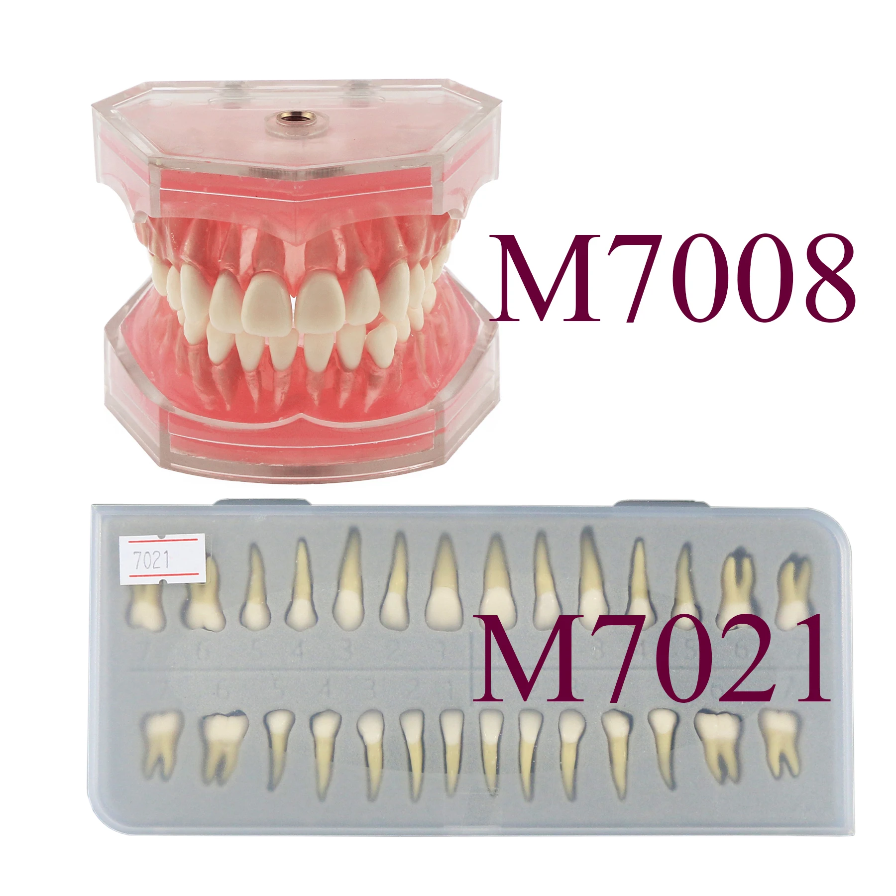 Dental Teeth Model 28PCS Resin Teeth Pellets All Permanent Teeth Adult Dental Teaching Learning Practice Demonstration M7021