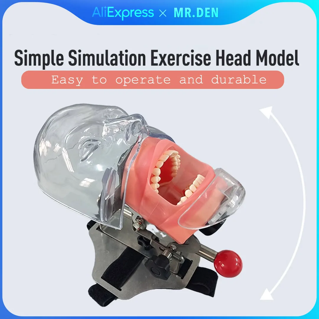 

Dental Simulation Simple Head Mold Resin Removable Teeth Preparation Orthodontic Restoration Head Mold Oral Teaching Model