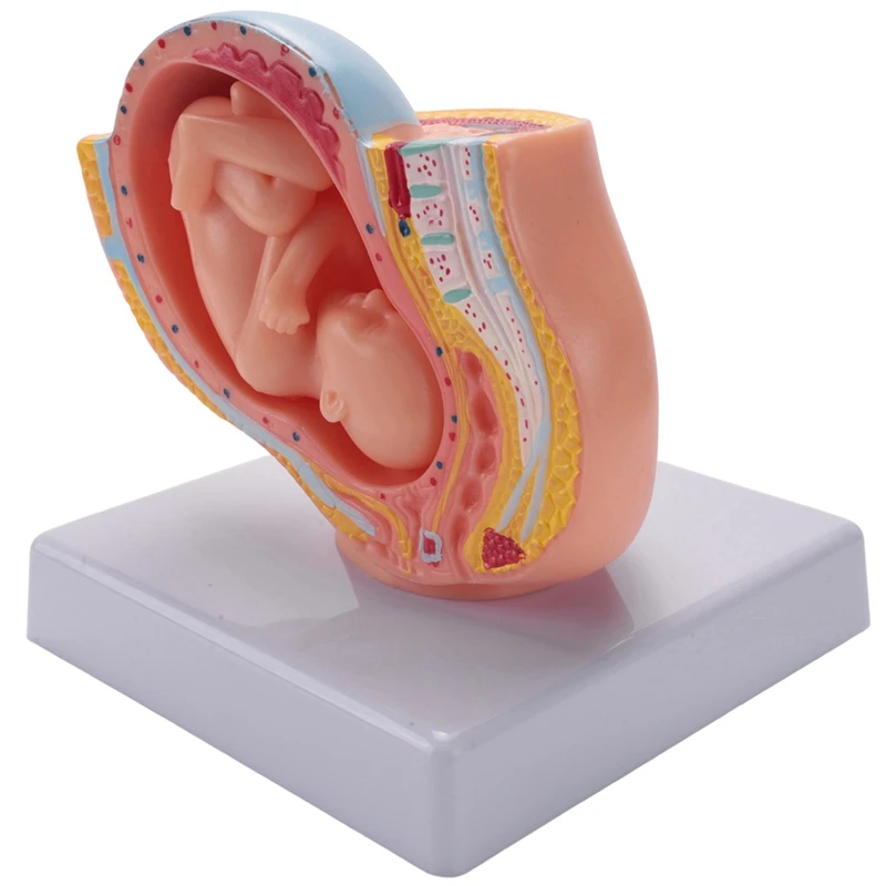 Modelo de desarrollo Fetal de embarazo humano, modelo pélvico de 9 meses, anatomía del embarazo, 2X