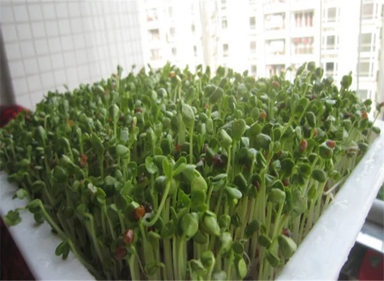 آلة تنبت فول مونج التجارية ذات درجة حرارة ثابتة آلة زراعة تنبت