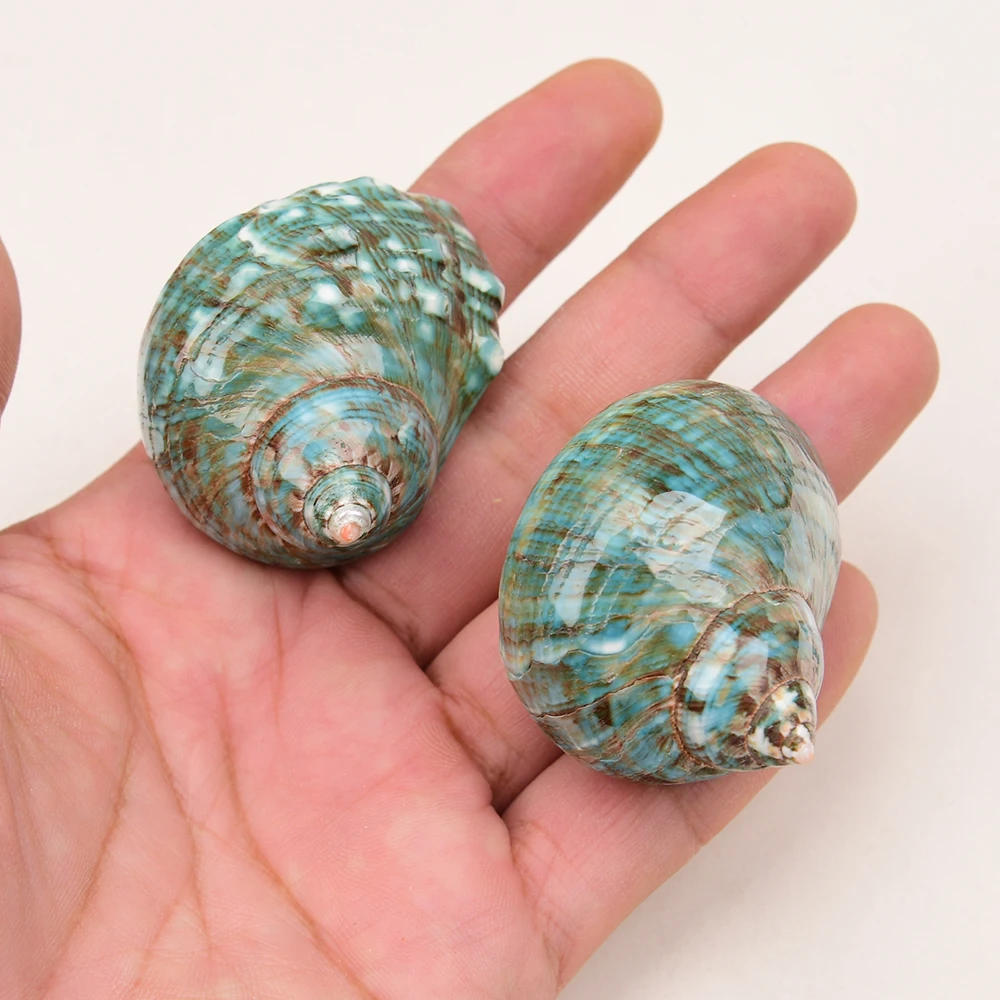 5 Pcs Natural Blue Green Turban Sea Shell Beads Pendant Unique Charms