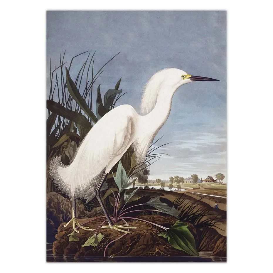 خمر الطيور قماش طباعة Audubon الطيور الملصقات الوردي فلامنغو ثلجي البومة بيليكان الأزرق هيرون الأبيض Egret حائط لوح رسم الفن