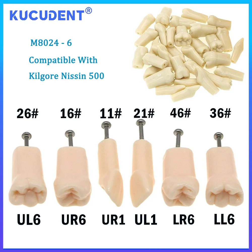 KUCUDENT 20 Pcs Dental Screw-in Replacement Teeth Model M8024 Fit Kilgore Nissin 500 Type Typodont Model For Practice Filling