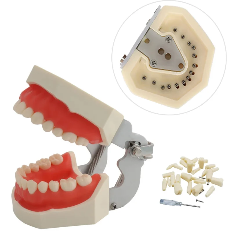 

M7014 Standard Typodont Teeth Model Dental Pediatric Study Teaching Milk Tooth Model with 24Pcs Screw-in Removable Tooth