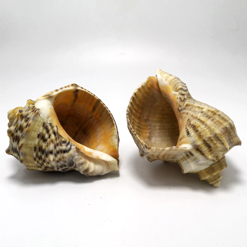 Natural Large Conch Shell - Perfect for Aquarium Decor, Red Wrinkle Rock, & Hermit Crab Replacement