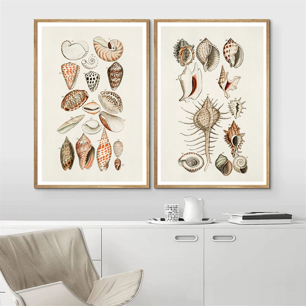 Vintage Seashell Art Print Conchology Study Decoration Pictures Shell Watercolor Painting Canvas Poster Beach House Wall Decor